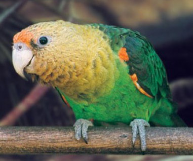 Poicephalus robustus 